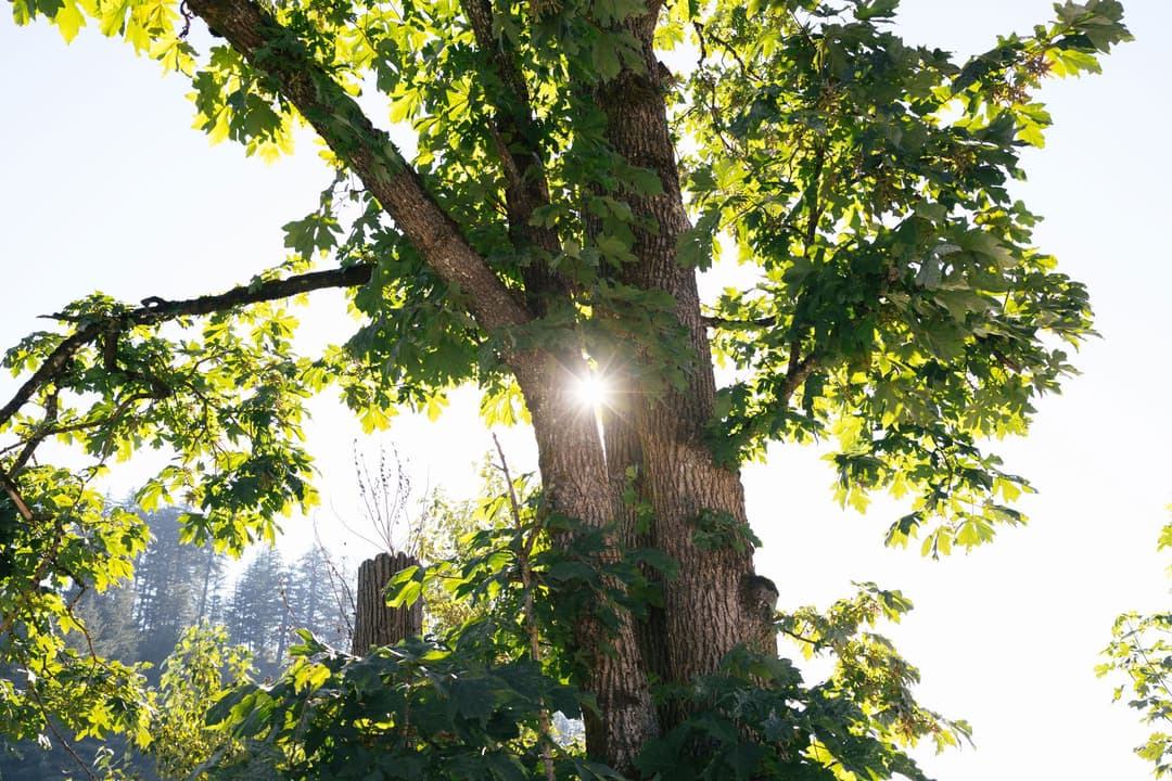 Sun casting through tree